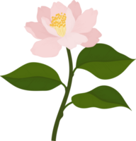 roze camellia bloem hand getekende illustratie. png