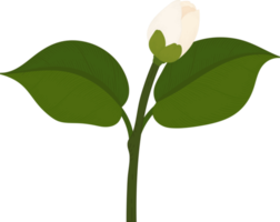 witte camellia bloem hand getekende illustratie. png