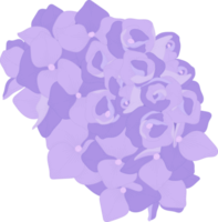 lila hortensia blomma illustration. png