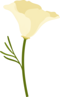 ilustração desenhada à mão de flor de papoula de Califórnia branca. png