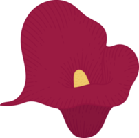 illustrazione disegnata a mano del fiore del giglio di calla rosso. png