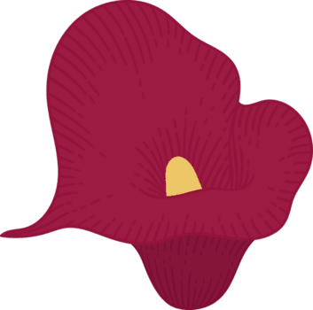 röd calla lilja blomma handritad illustration. png