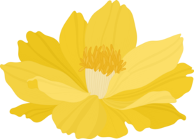 illustrazione disegnata a mano del fiore giallo dell'universo. png