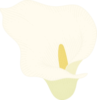ilustração desenhada à mão de flor de lírio branco. png
