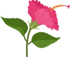 illustrazione disegnata a mano del fiore di ibisco rosa. png