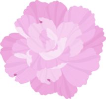 rosa nejlika blomma handritad illustration. png