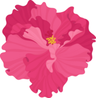 Pink Hibiscus flower hand drawn illustration. png