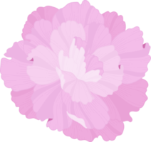 pink carnation flower hand drawn illustration. png