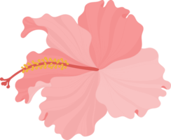 roze hibiscus bloem hand getekende illustratie. png