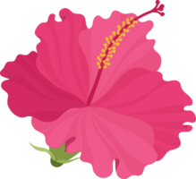 ilustração desenhada de mão de flor de hibisco rosa. png