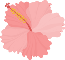 ilustração desenhada de mão de flor de hibisco rosa. png