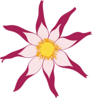 illustration dessinée à la main de fleur de dahlia rose. png