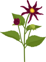 ilustração desenhada à mão da flor dália rosa escuro. png