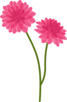 Pink dahlia flower hand drawn illustration. png