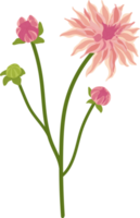 rosa dahlie blume handgezeichnete illustration. png