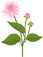 Pink dahlia flower hand drawn illustration. png