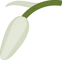 blåklocka blomma handritad illustration. png