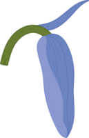 Bluebell flower hand drawn illustration. png