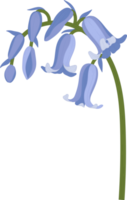 Bluebell flower hand drawn illustration. png