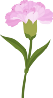 ilustración de dibujado a mano de flor de clavel rosa. png