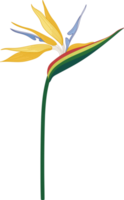 Bird of paradise flower hand drawn illustration. png