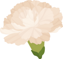 white carnation flower hand drawn illustration. png