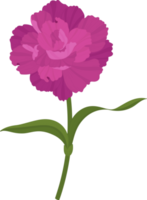 ilustração de mão desenhada flor cravo roxo. png