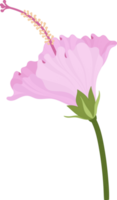 Pink Hibiscus flower hand drawn illustration. png