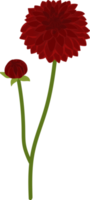 Red dahlia flower hand drawn illustration. png