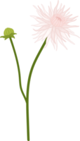 illustration dessinée à la main de fleur de dahlia blanc. png