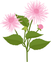 ilustração desenhada de mão rosa dália flor. png