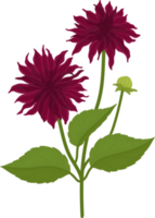 ilustração desenhada à mão da flor dália rosa escuro. png