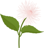 ilustração desenhada de mão flor dália branca. png