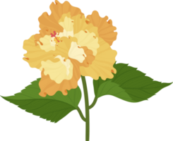 Orange Hibiscus flower hand drawn illustration. png