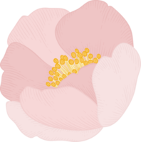 Pink camellia flower hand drawn illustration. png