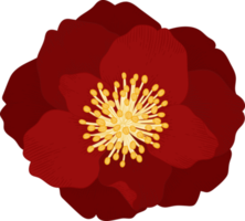 Red camellia flower hand drawn illustration. png