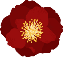 illustrazione disegnata a mano del fiore della camelia rossa. png