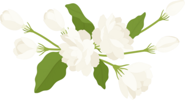 Bouquet of jasmine flower illustration. png