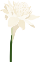 White Torch ginger flower hand drawn illustration. png