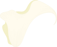 White calla lily flower hand drawn illustration. png