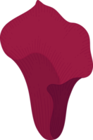 Red calla lily flower hand drawn illustration. png