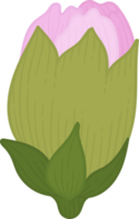 flor de cravo-de-rosa mão desenhada ilustração. png