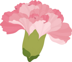 ilustración de dibujado a mano de flor de clavel rosa. png