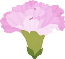 pink carnation flower hand drawn illustration. png