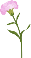 pink carnation flower hand drawn illustration. png