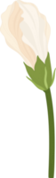 ilustração de mão desenhada flor de hibisco branco. png