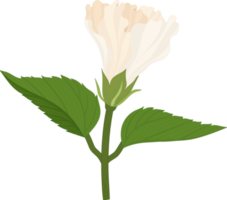 White Hibiscus flower hand drawn illustration. png