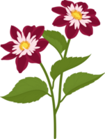 mörkrosa dahlia blomma handritad illustration. png