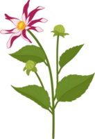 ilustração desenhada de mão rosa dália flor. png