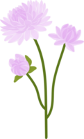 paarse dahlia bloem hand getekende illustratie. png